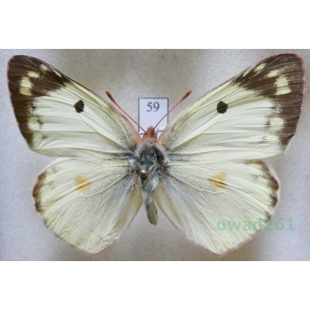 Colias erate (Esper, 1805) female Szlaczkoń erate Czech59